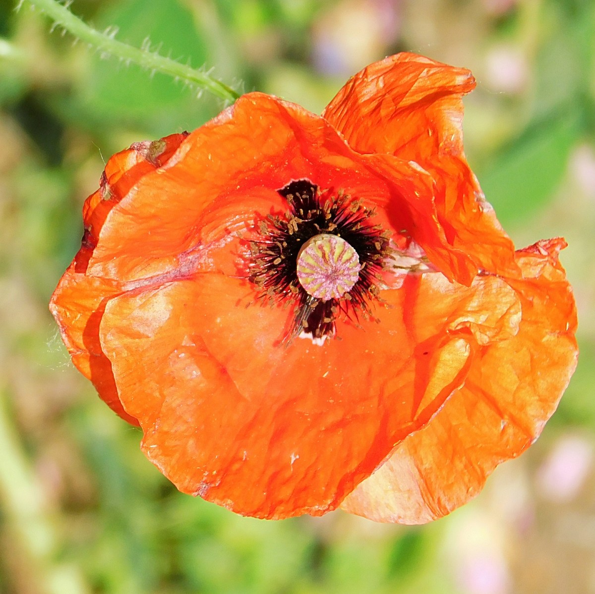 Adding Salt & Light:  Child and Adolescent Residential&nbsp;Programs